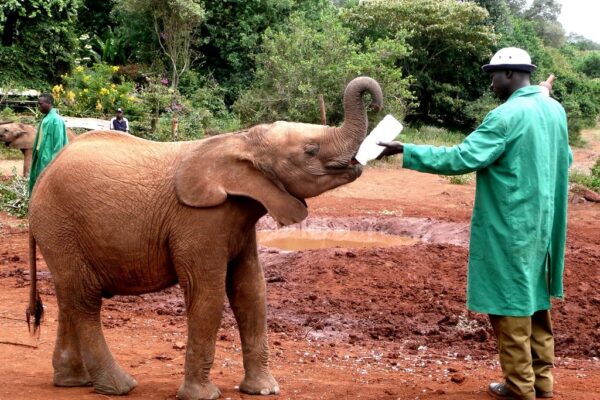 Daphne Sheldrick Elephant Orphanage Day Trip
