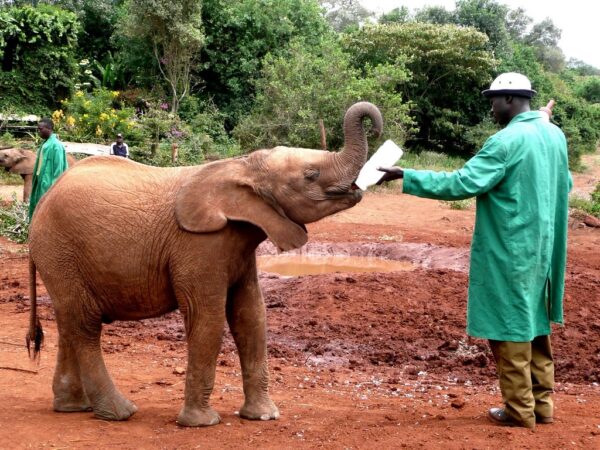 Daphne Sheldrick Elephant Orphanage Day Trip