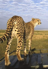 Budget Safaris