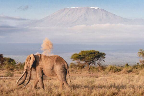Amboseli National Park Day Trip