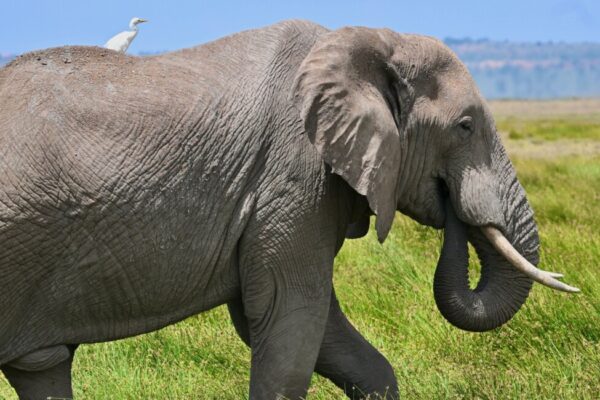 11 Days Budget-Friendly Kenya – Tanzania Safari