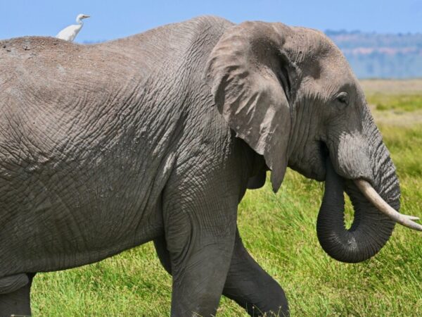 11 Days Budget-Friendly Kenya – Tanzania Safari