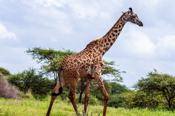 5 Days Budget Kenya Safari