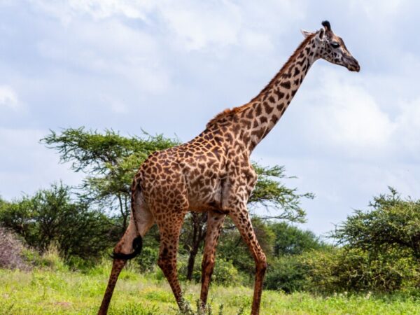 5 Days Budget Kenya Safari