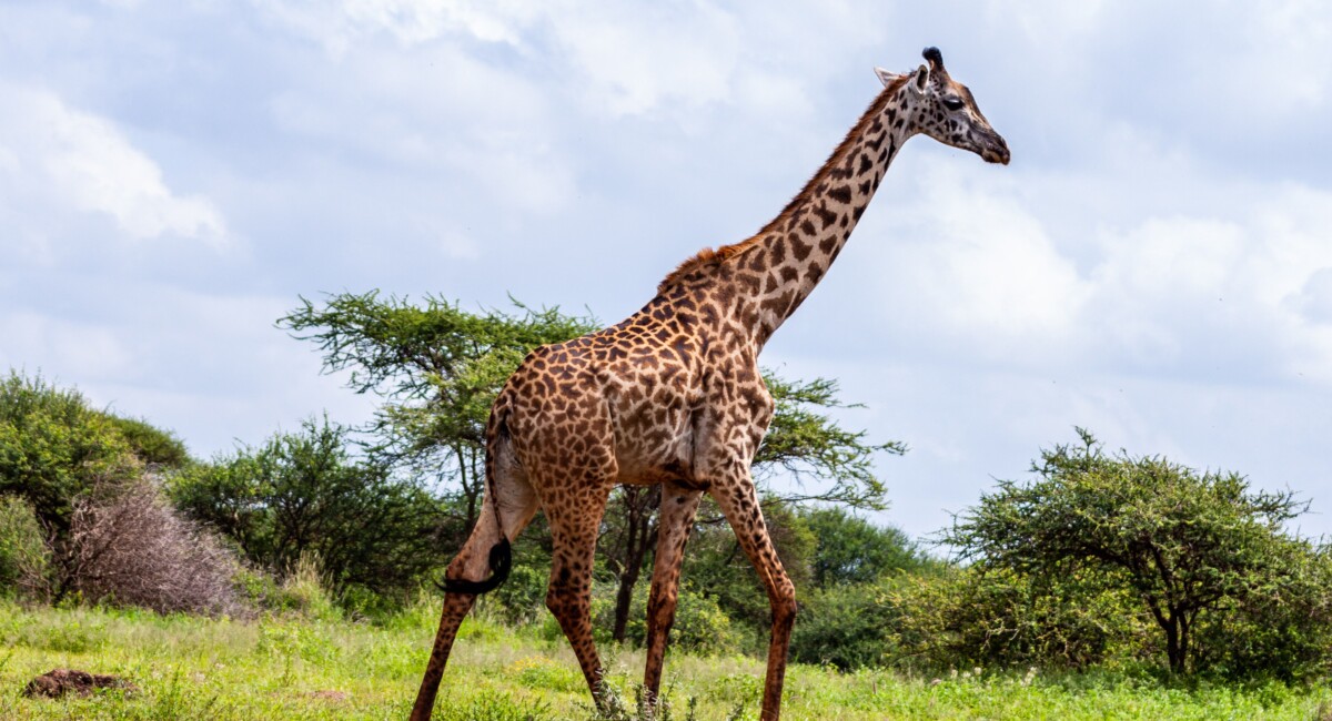 By Africa Vacation Safaris on Pexels