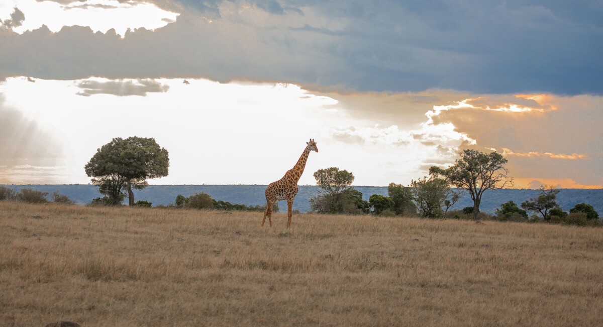 By Twilight Kenya on Pexels