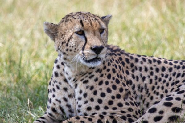 4 Days Maasai Mara – Lake Nakuru Safari