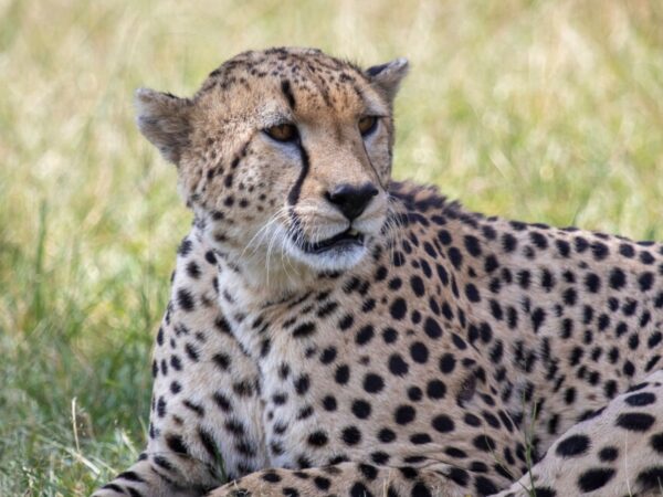 4 Days Maasai Mara – Lake Nakuru Safari
