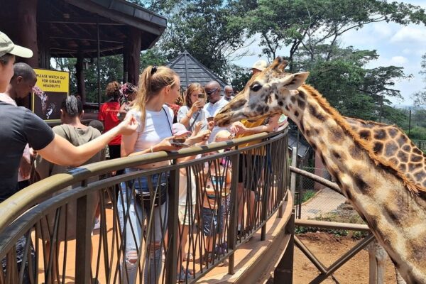Giraffe Center Day Tour