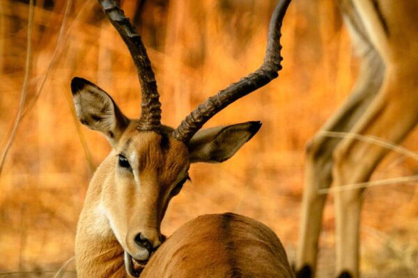 5 Days Maasai Mara – Lake Nakuru – Lake Naivasha Safari