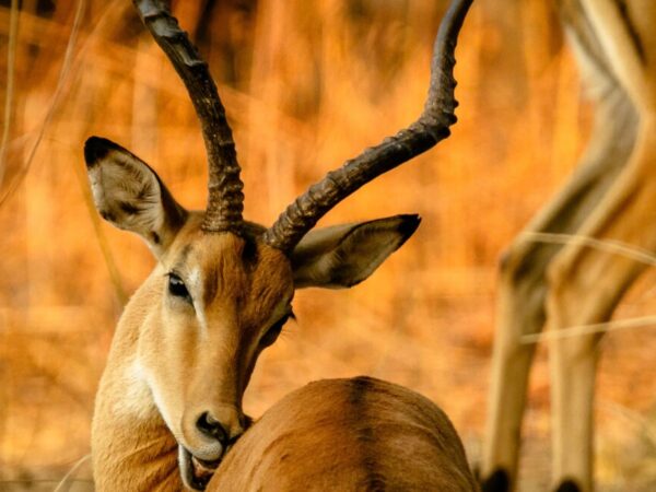 5 Days Maasai Mara – Lake Nakuru – Lake Naivasha Safari