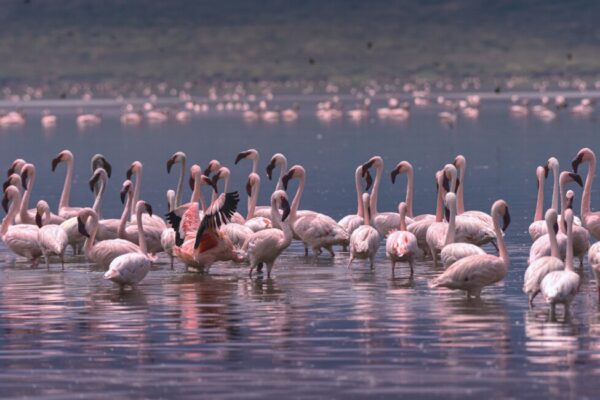 4 Days Lake Manyara – Ngorongoro – Serengeti Safari