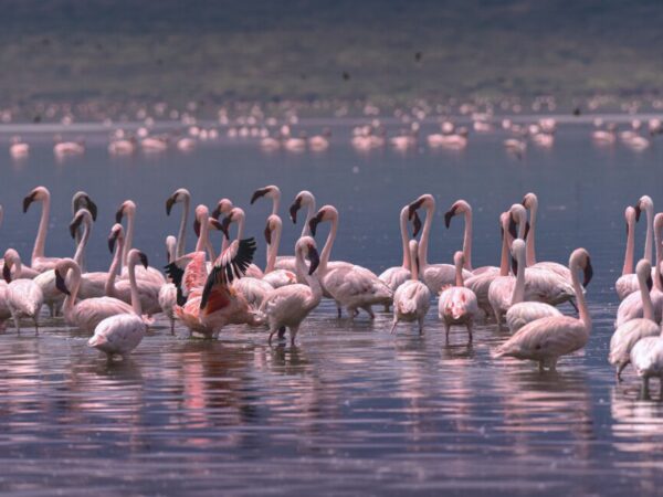 4 Days Lake Manyara – Ngorongoro – Serengeti Safari