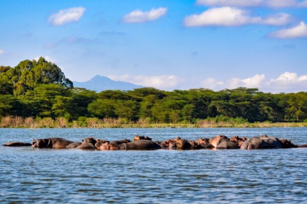 Lake Naivasha Boat Ride Day Trip