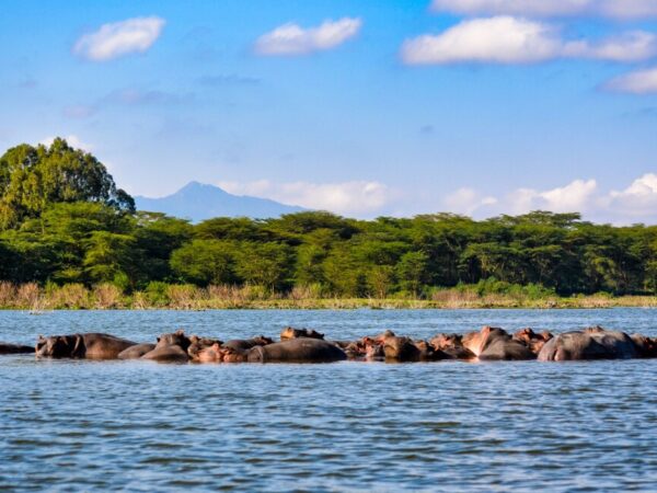 Lake Naivasha Boat Ride Day Trip