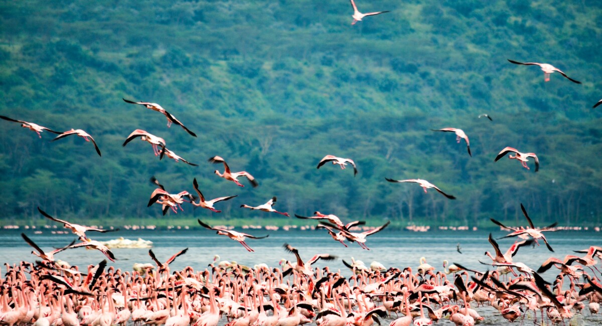 By Bibhash Banerjee on Pexels