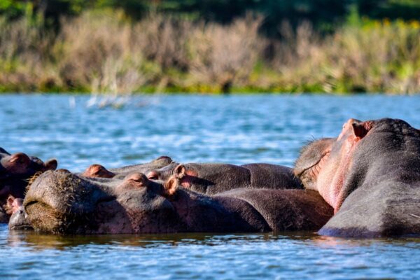 11 Days Masai Mara – Lake Nakuru – Amboseli – Lake Manyara – Ngorongoro – Serengeti Safari