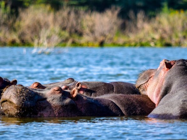 11 Days Masai Mara – Lake Nakuru – Amboseli – Lake Manyara – Ngorongoro – Serengeti Safari
