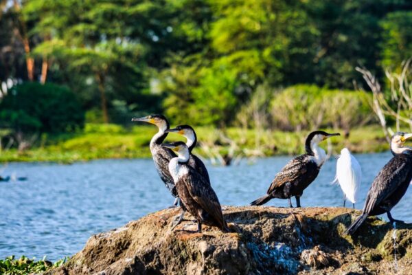 6 Days Masai Mara – Lake Nakuru – Amboseli Safari