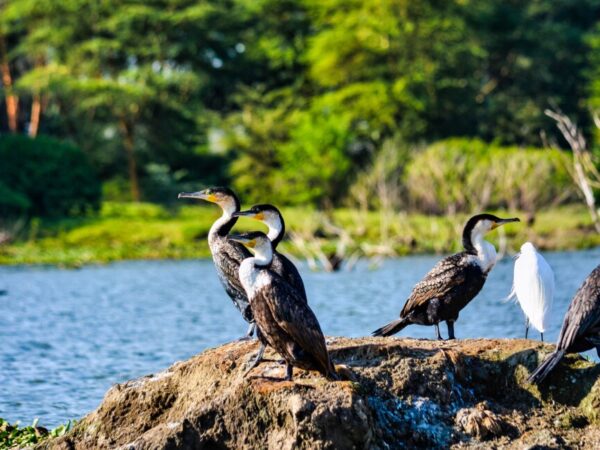 6 Days Kenya Budget Tour