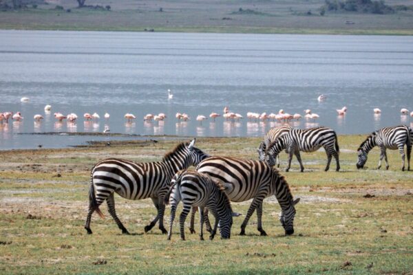 Lake Nakuru National Park Day Trip