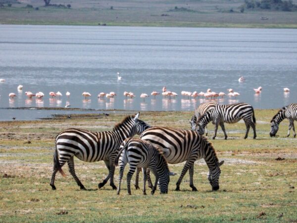 Lake Nakuru National Park Day Trip