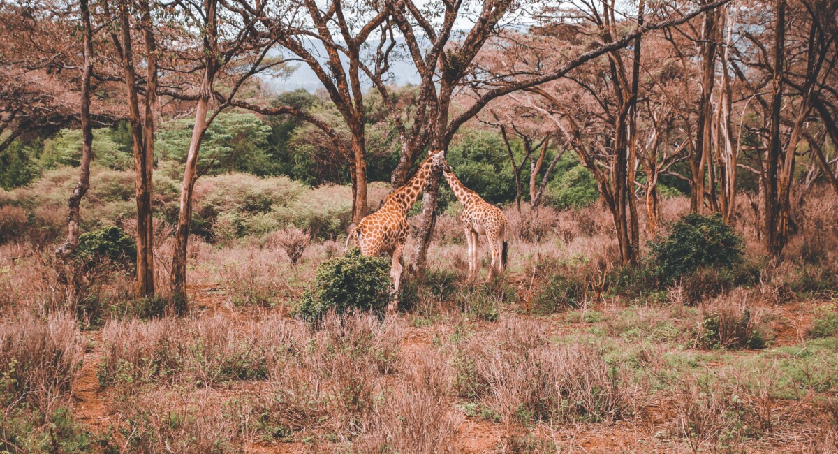 By Arthur W on Pexels