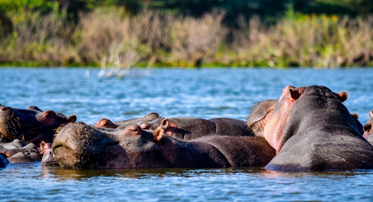 By Bibhash Banerjee on Pexels