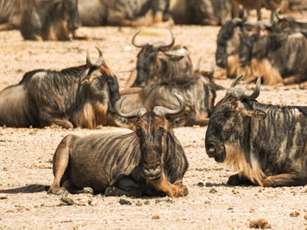 8 Days Kenya & Tanzania Safari Tour