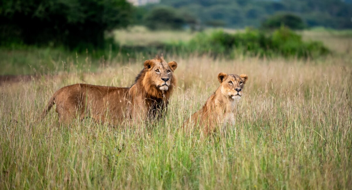 By Collines Omondi on Pexels