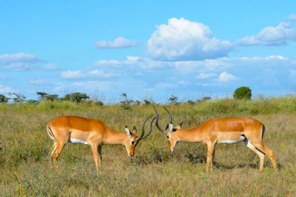 Nairobi National Park Day Tour