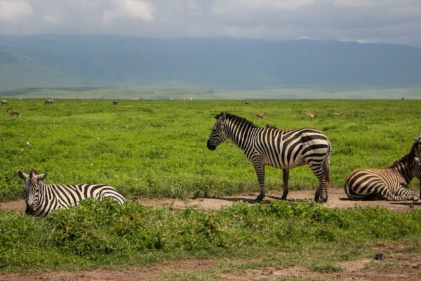 7 Days Kenya & Tanzania Safari