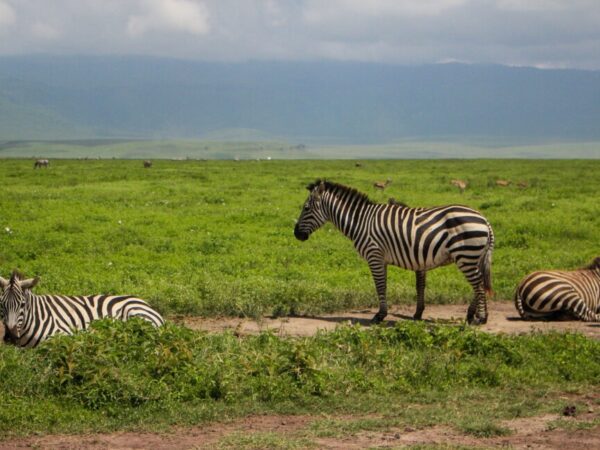 7 Days Kenya & Tanzania Safari
