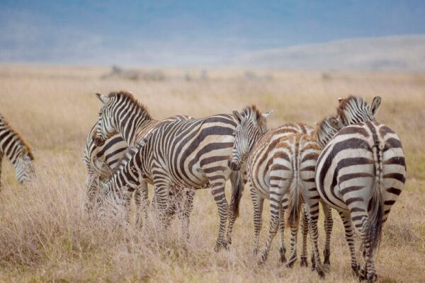 5 Days Lake Manyara – Ngorongoro – Serengeti – Tarangire Safari