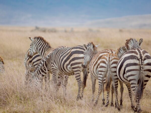 5 Days Lake Manyara – Ngorongoro – Serengeti – Tarangire Safari