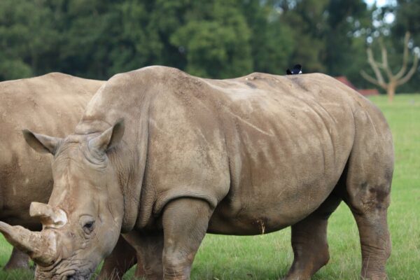 9-Day Kenya Luxury Safari – All Major Parks