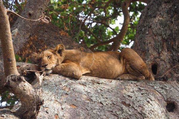 13-Day “In Search of the Pearl” Uganda Adventure