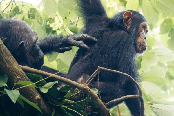 5-Day Uganda Chimpanzee Safari