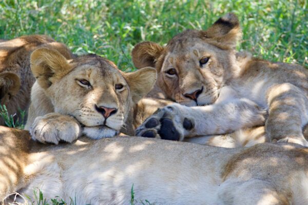 9 Days Kenya and Tanzania Safari