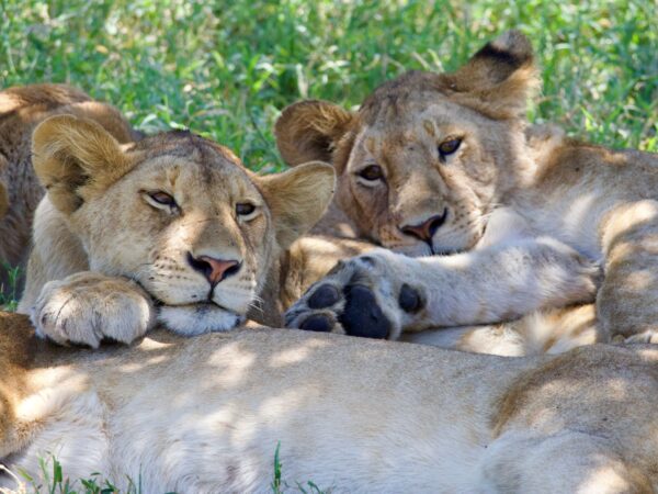 9 Days Kenya and Tanzania Safari