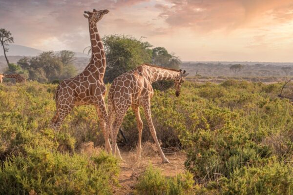 6-Day “Go Kenya Safari – The Famous Masai Mara and Samburu”