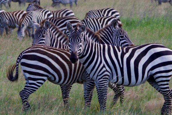 3 Days Ngorongoro & Lake Manyara Safari