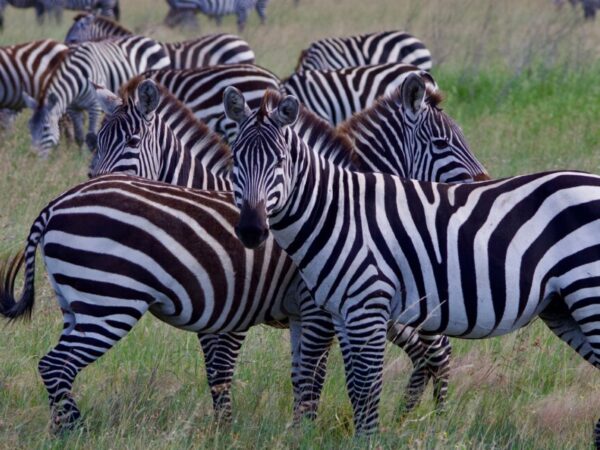 3 Days Ngorongoro & Lake Manyara Safari