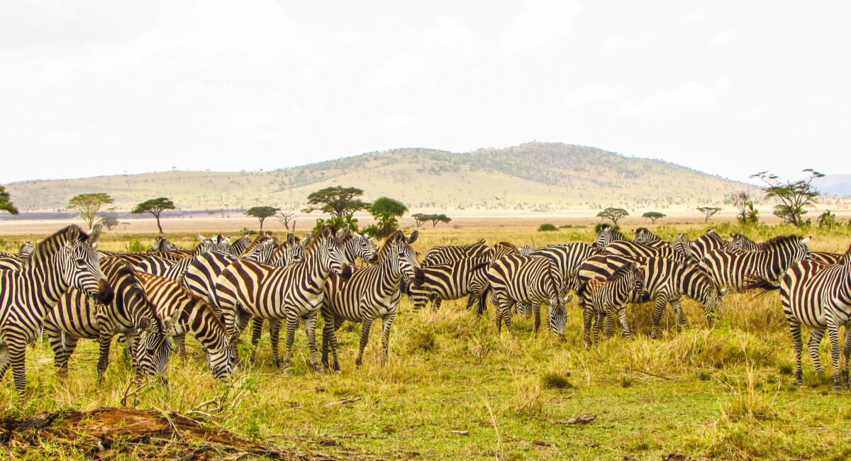 By Maasai Magic on Pexels