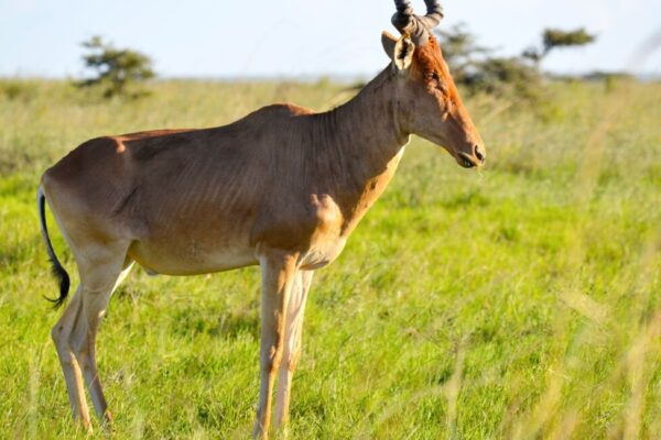 17 Days Kenya Wilderness Getaway with Diani Beach Holiday