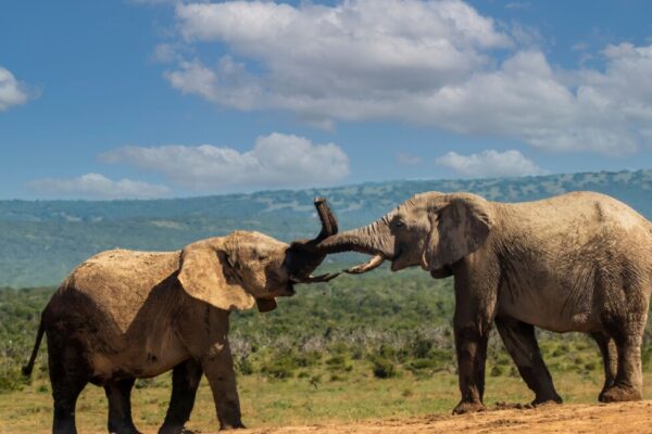 6 Days Amboseli – Tsavo West – Tsavo East – Nairobi Private Lodge Safari