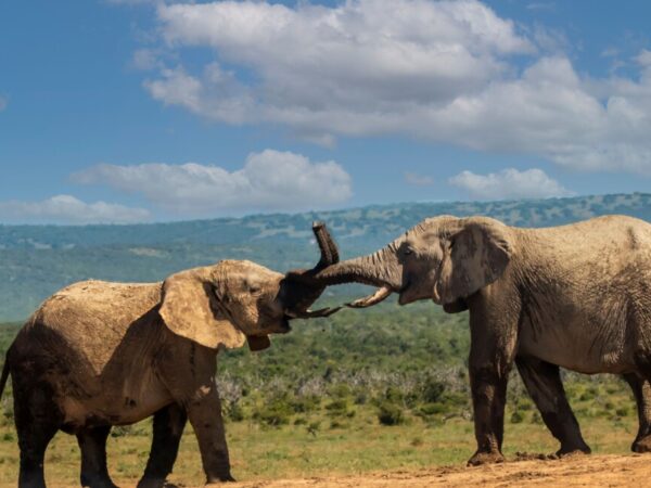6 Days Amboseli – Tsavo West – Tsavo East – Nairobi Private Lodge Safari
