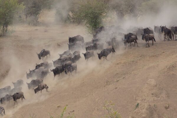 3 Days Best Budget Safari