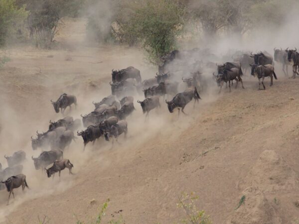 3 Days Best Budget Safari